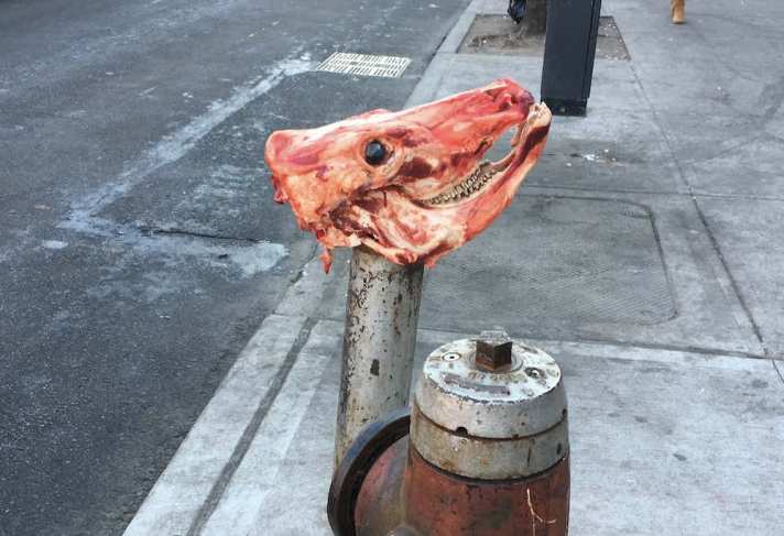 Ditmas Avenue animal head