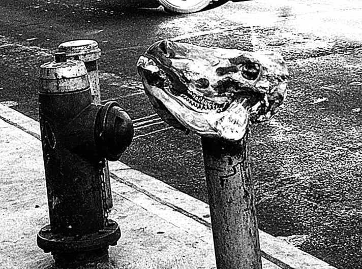 Ditmas Avenue animal head